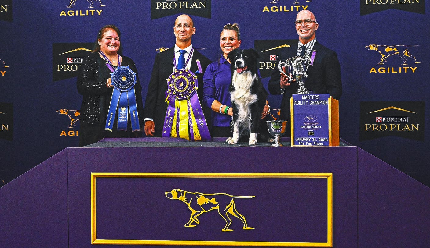 2026 WKC 巅峰国际pg：边境牧羊犬Prove-It夺冠掀起全场观众欢呼